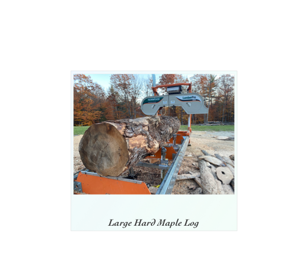￼

Large Hard Maple Log